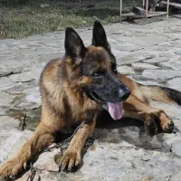 سگ ژرمن شپرد نر