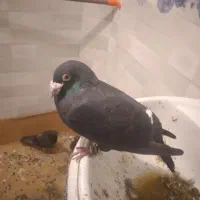 کفتر زاغ شپر