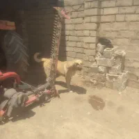 توله پژدر|سگ|تویسرکان, |دیوار