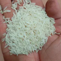 برنج محلی هاشمی دره رود