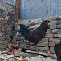 خروس جوان|حیوانات مزرعه|بروجرد, |دیوار