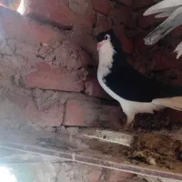 کفتر .. کبوتر|پرنده|زهان, |دیوار