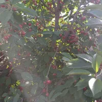 فروش باغ داخل بافت شهریامچی دوربرمسکونی|فروش زمین و ملک کلنگی|یامچی, |دیوار