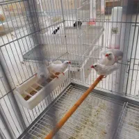 کراواتی سفید|پرنده|شیراز, کرونی(خاتونک)|دیوار