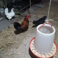 جوجه های زینتی وتخم مرغ های زینتی نطفه دار|حیوانات مزرعه|لاهیجان, گلستان|دیوار