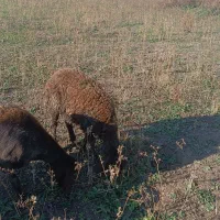 بره نره افشار