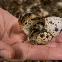 بلدرچین یک روزه