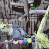 عروس هلندی