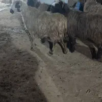 شیشک میش ابستن|حیوانات مزرعه|شیراز, شهرک رضوان|دیوار