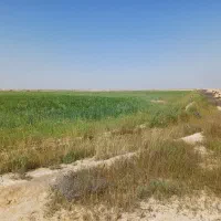 فروش زمین کشاورزی ۱۰ هکتاری آبی چهار فصل|فروش دفتر صنعتی، کشاورزی، تجاری|هندیجان, |دیوار