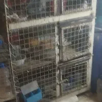 قفس آهنی جفتگاه ۳طبقه