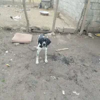 سگ شکاری|سگ|آستارا, |دیوار