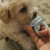 توله سگ مالتیشو|سگ|بهارستان, |دیوار