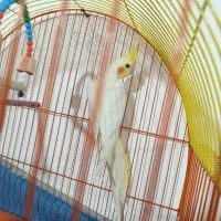 عروس هلندی|پرنده|خلیفان, |دیوار