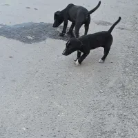 سک پا کوتا|سگ|زابل, |دیوار