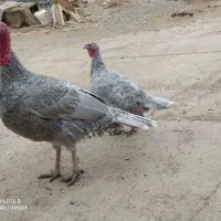 فروش بوقلمون|حیوانات مزرعه|جعفرآباد, |دیوار