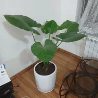 اجاره-یک-باب-مغازه14متری-بررسالت