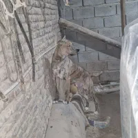 معاوظه با کفتر