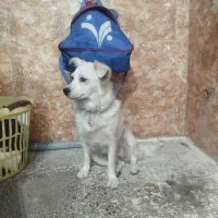 سگ آپارتمانی|سگ|دزفول, |دیوار