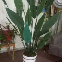 درختچه برگ بهشتی