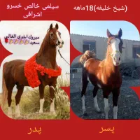 ابلق شاه نریان دو و نیم ساله خالص ایرانی|اسب و تجهیزات اسب‌سواری|یزد, |دیوار
