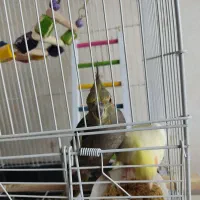 عروس هلندی نر ماده