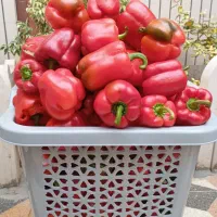 فروش عمده فلفل پاپریکا