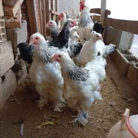 خروس و مرغ برهمای لایت