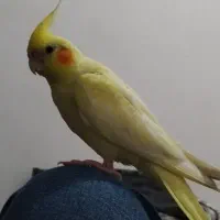 عروس هلندی ماده