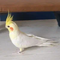 عروس هلندی سخنگو به همراه قفس