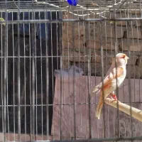 نر موزاییکی مست مست