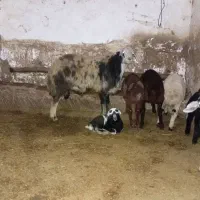 قوچ درجه یک