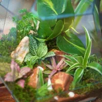 تراریوم گل طبیعی|گل و گیاه طبیعی|تهران, شهرک آپادانا|دیوار