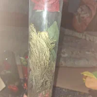 شیشه گل|گل مصنوعی|کرج, حصار|دیوار