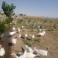 بوقلمون بیوتی ارگانیک