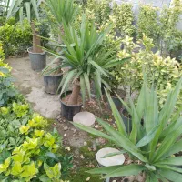 انواع گل حیاطی وداخل منزل|گل و گیاه طبیعی|رامسر, |دیوار