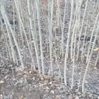 قلمه درجه یک