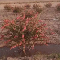 زمین کشاورزی باآب ودرخت زرشک در دشت شیرکاب قهستان|فروش دفتر صنعتی، کشاورزی، تجاری|بیرجند, |دیوار