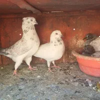 کفتر. گمشده