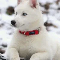 هاسکی سیبری 5 ماهه