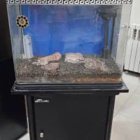 آکواریوم شرکتی ماهیران