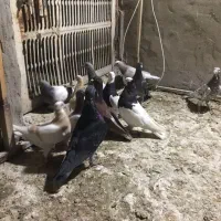 کبوتر دورگ|پرنده|بهبهان, |دیوار