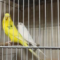 قفس سهره نر مرغ عشق عروس هلندی قناری|لوازم جانبی حیوانات|قرچک, مهدیه|دیوار