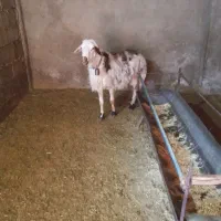 قوچ پلنگی زانوزن|حیوانات مزرعه|گلپایگان, |دیوار