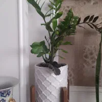 سانسوریا و زاموفیلیا|گل و گیاه طبیعی|قم, امامزاده ابراهیم|دیوار