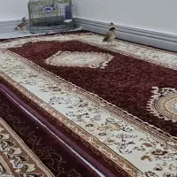 سهره قناری شیرازی|پرنده|کارون, |دیوار