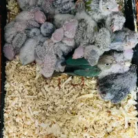 واگذاری  پرنده ی شما|پرنده|قم, پردیسان|دیوار