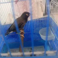 مرغ مینا سخنگو|پرنده|برخوار, |دیوار