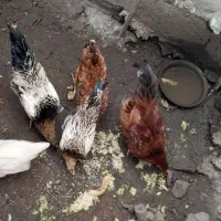 فروش مرغ و خروس