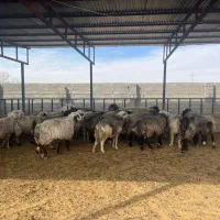 فروش میش آبستن / و تعداد ۸ راس قوچ/میش بره دار|حیوانات مزرعه|کازرون, |دیوار